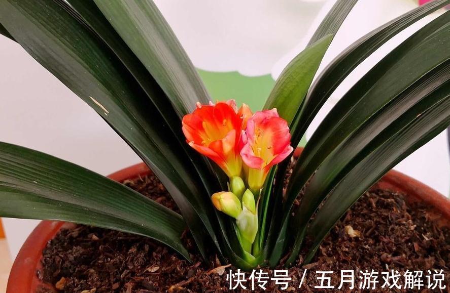 夏季得轻养君子兰,不能太强势,不然烂根黄叶