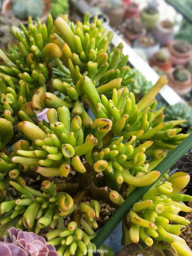 1种“玉树”大家都叫“吸财树”，叶子好看，一到秋天就“上色”