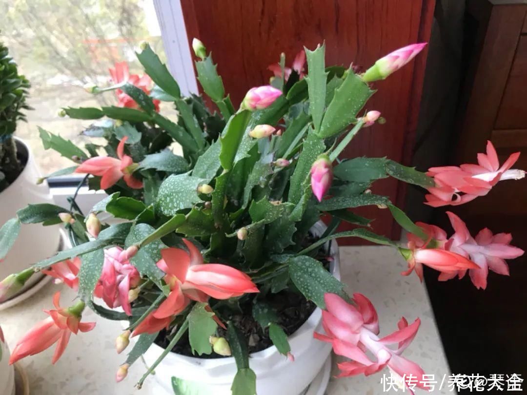  掉花苞|花还没开，花苞掉了一地，再不管就完了