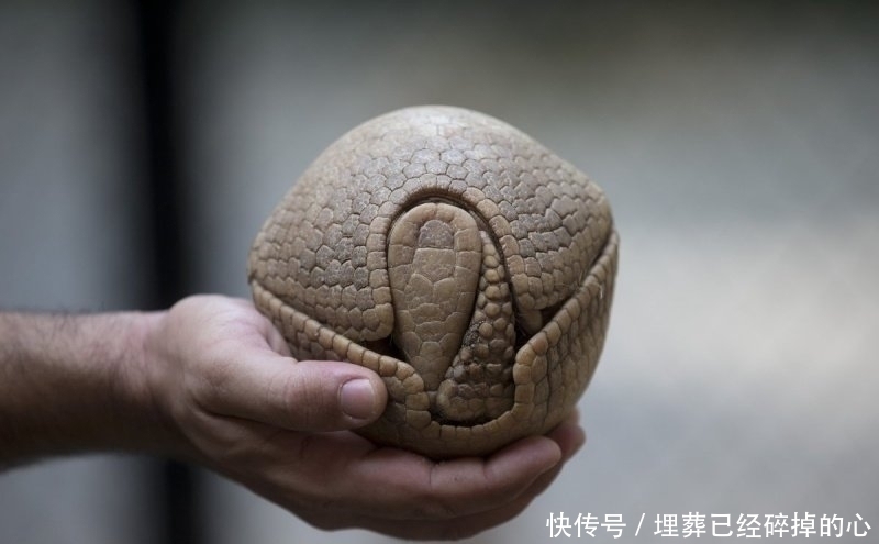 19张你能盯着看超过1分钟的惊奇照片,让你发现世界的奇妙!