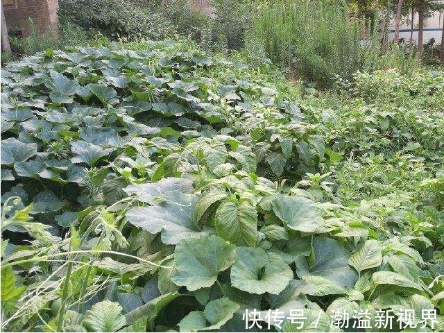 南瓜藤|一瓜藤，农村人吃厌了，城里人拼命吃，能治胃痛、去结石、降血压