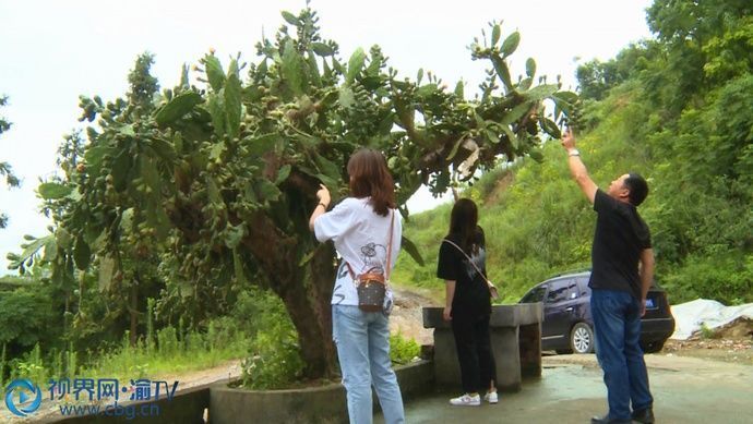 垫江奇仙人掌20年长成3米大树年年挂满上千个仙人果