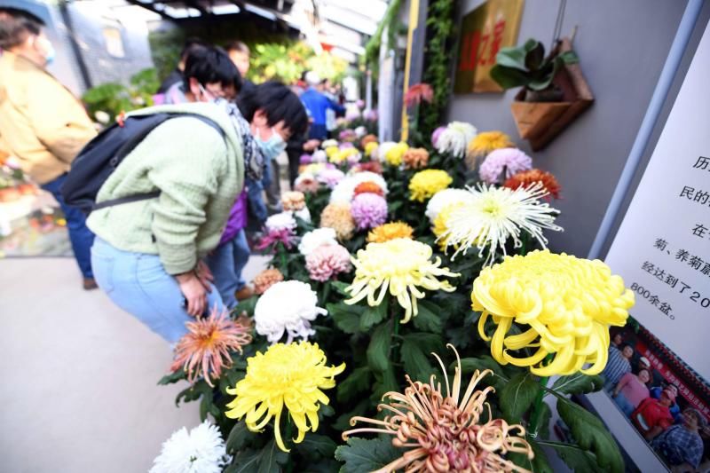  四溢|菊香四溢！上千盆菊花装点东城东四街道老胡同