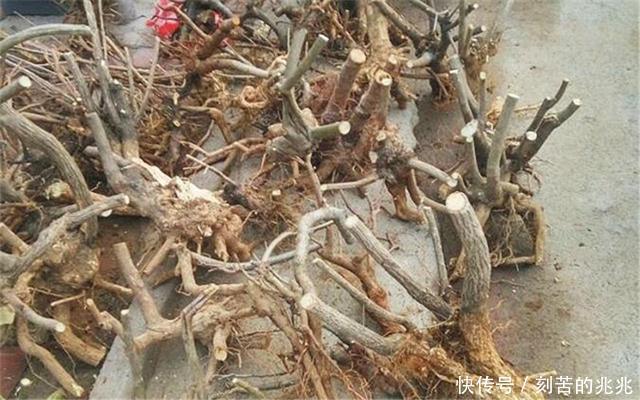 制作高价值的盆景,炼根是关键,看看怎么炼