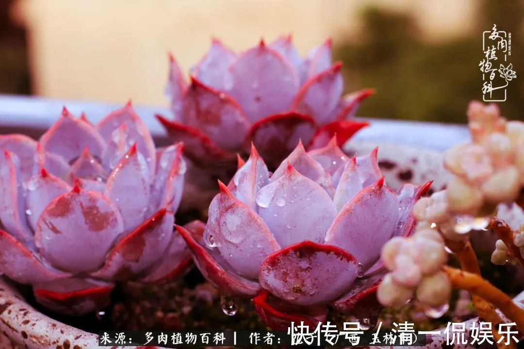 为了爱情|为了爱情来到陌生城市,偶遇多肉,地老天荒的爱恋!