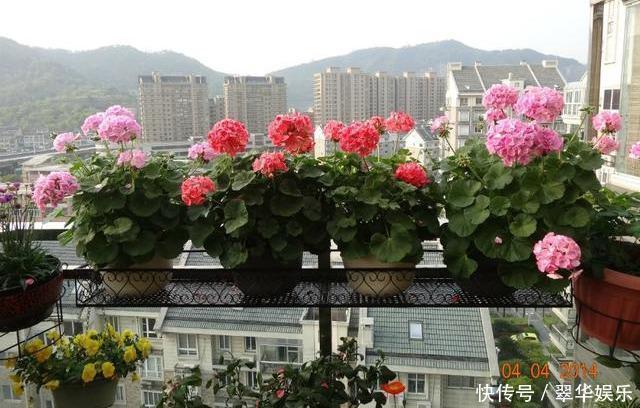 养花|养花的秘密小盆养好花,大盆养死花,知道为什么吗