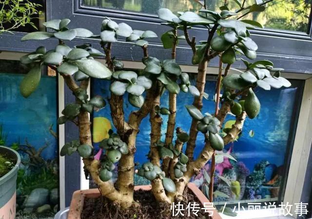 玉树这么养,整个冬天没黄叶,玉树临风,漂亮非凡!