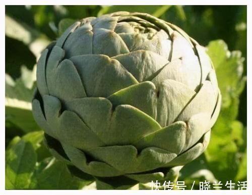 补血|女性不想老太快,多吃3种食物,补血护肤,增强免疫力