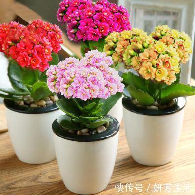 浇水|越不浇水越能养爆盆,懒人或者新手养花就选此6种