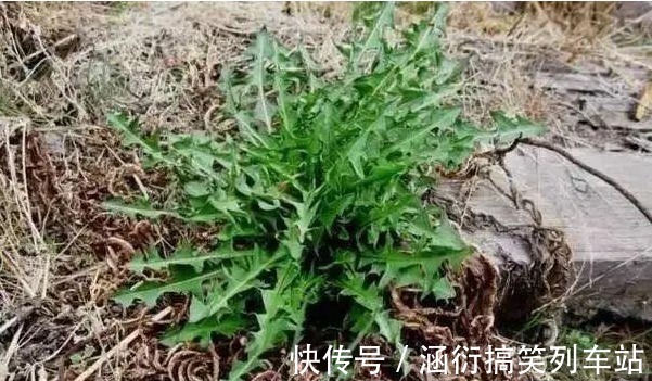 好处|立秋后,用蒲公英泡水,有五大好处,记住四个禁忌,常用三个搭配