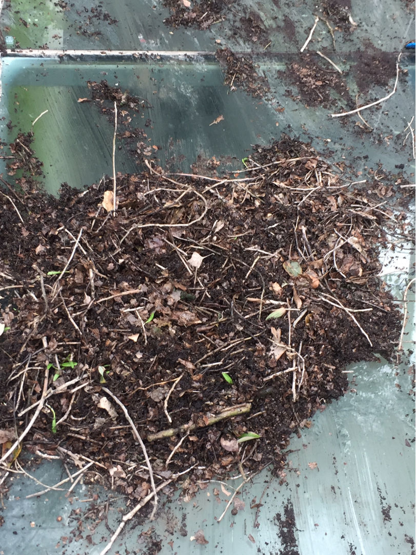 换盆后的旧土别扔，掺上4种东西，土肥得“流油”