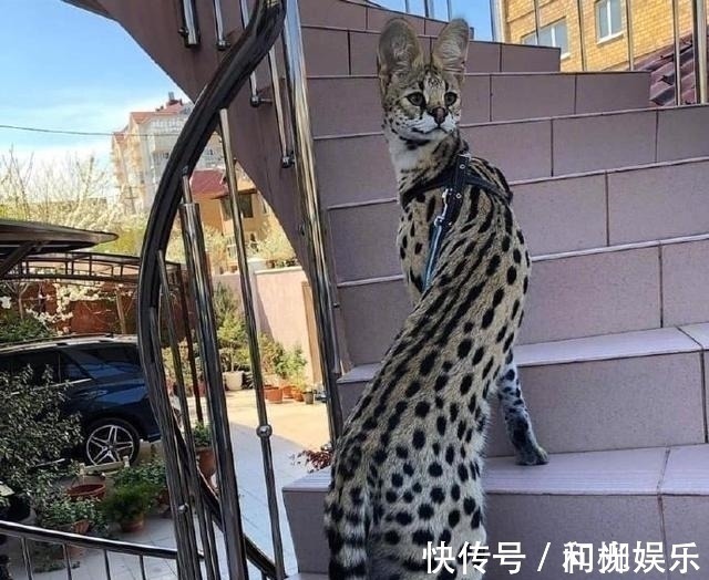 画师|网友吐槽见到只螺旋猫,画师大佬帮他画了出来