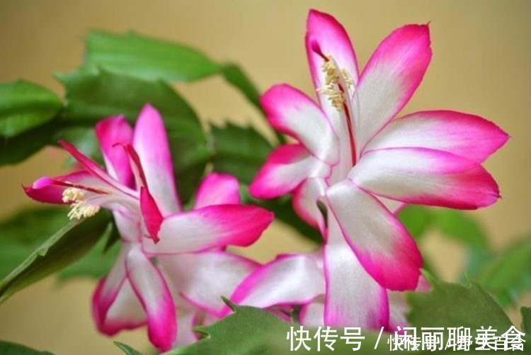 杜鹃花|养花就养几种花,家里养一盆,颜值高,开花多,随便一养成花海!