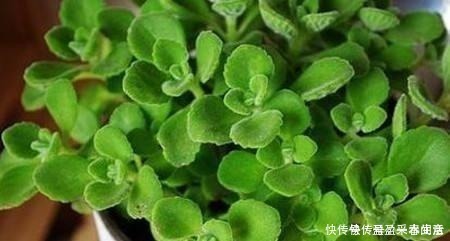 叶片|家里养盆这个花,全身上下带“香气”,能吃能泡茶,驱虫小清新!