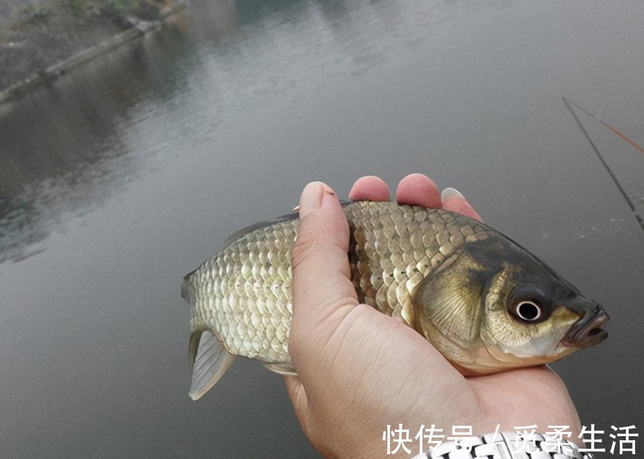 适合一年四季钓鲫鱼的实用小技巧,一般人不告诉他