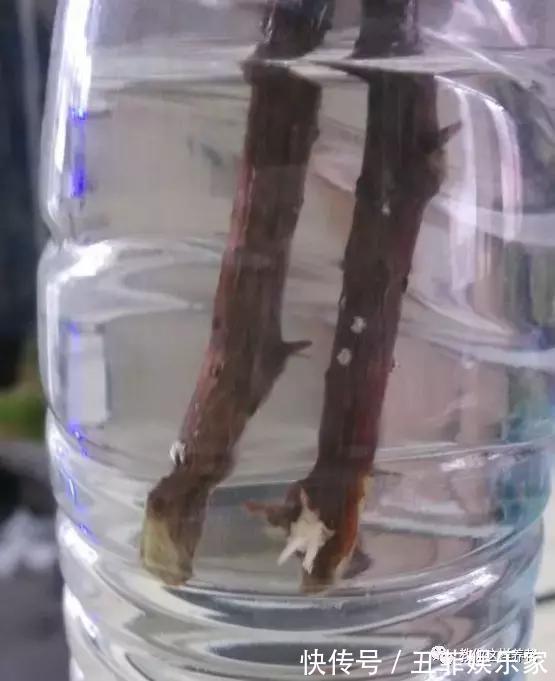 三角梅修剪枝条别扔，学2招插土里，来年花开满枝头！