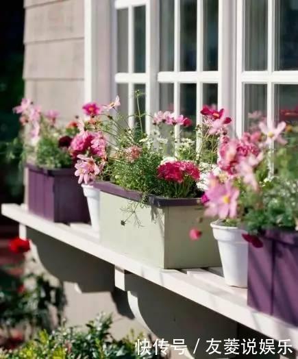 花叶蔓|花友们窗台养什么花，看完认识那么多植物！