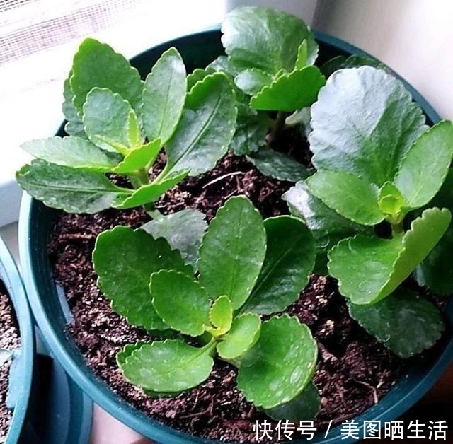 花盆里有小飞虫，不用喷药，简单1个方法，干净清爽，花草旺！