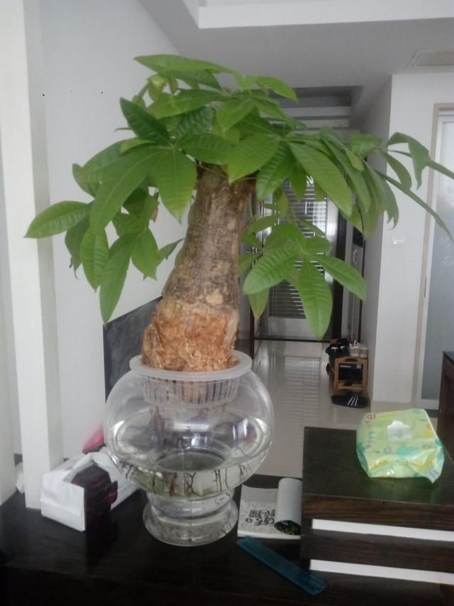 绿萝|土培养不活的花,直接丢水里,7天长出大白根