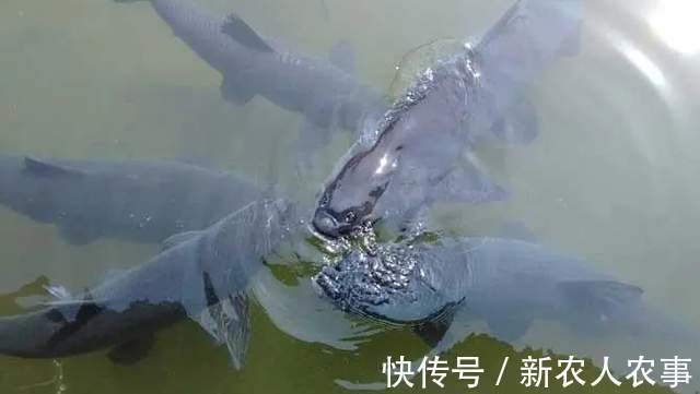 湖北一男子盘黑坑,意外钓起126斤的大青鱼,塘主直言:镇塘之宝