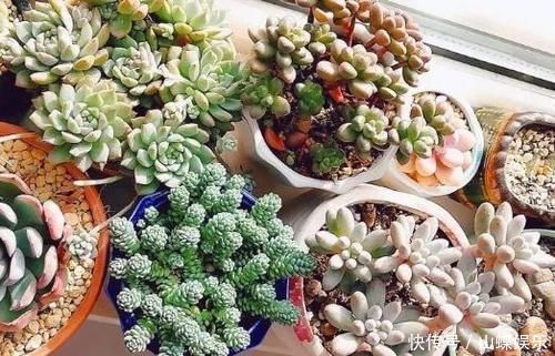 叶子|养多肉植物,做到此3点,叶子圆润如珍珠,色似糖果五颜六色