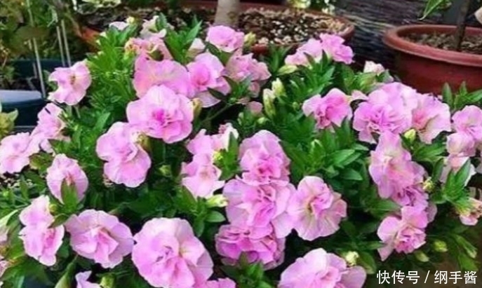 4种花养家里,看了就让人沉醉,年年开花不断,美!