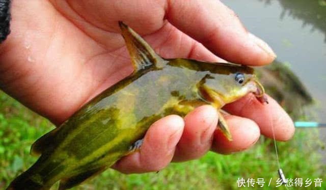 钓黄辣丁最好的饵料,放下去就咬,根本停不下来!