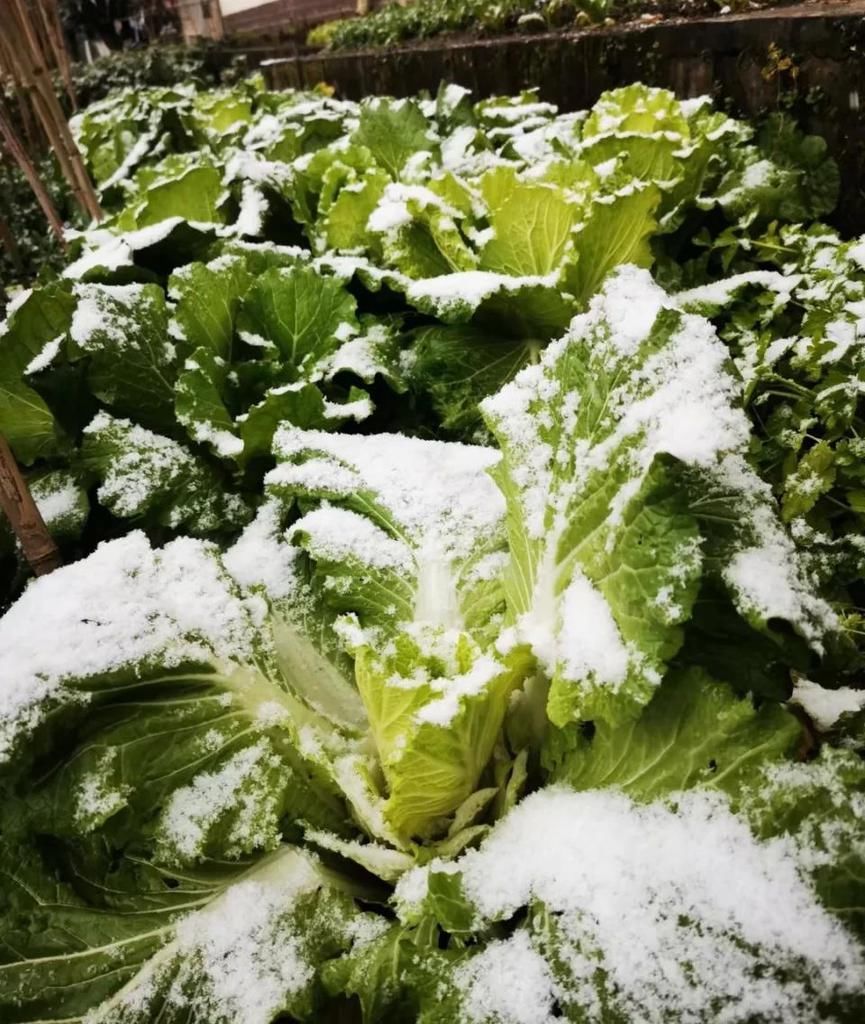 实拍！2021汶川第一场雪，来来来啦！