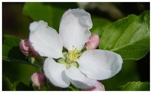 缘分|近段时间内，缘分桃花保持初心，收获爱情，便是永恒的4大生肖！