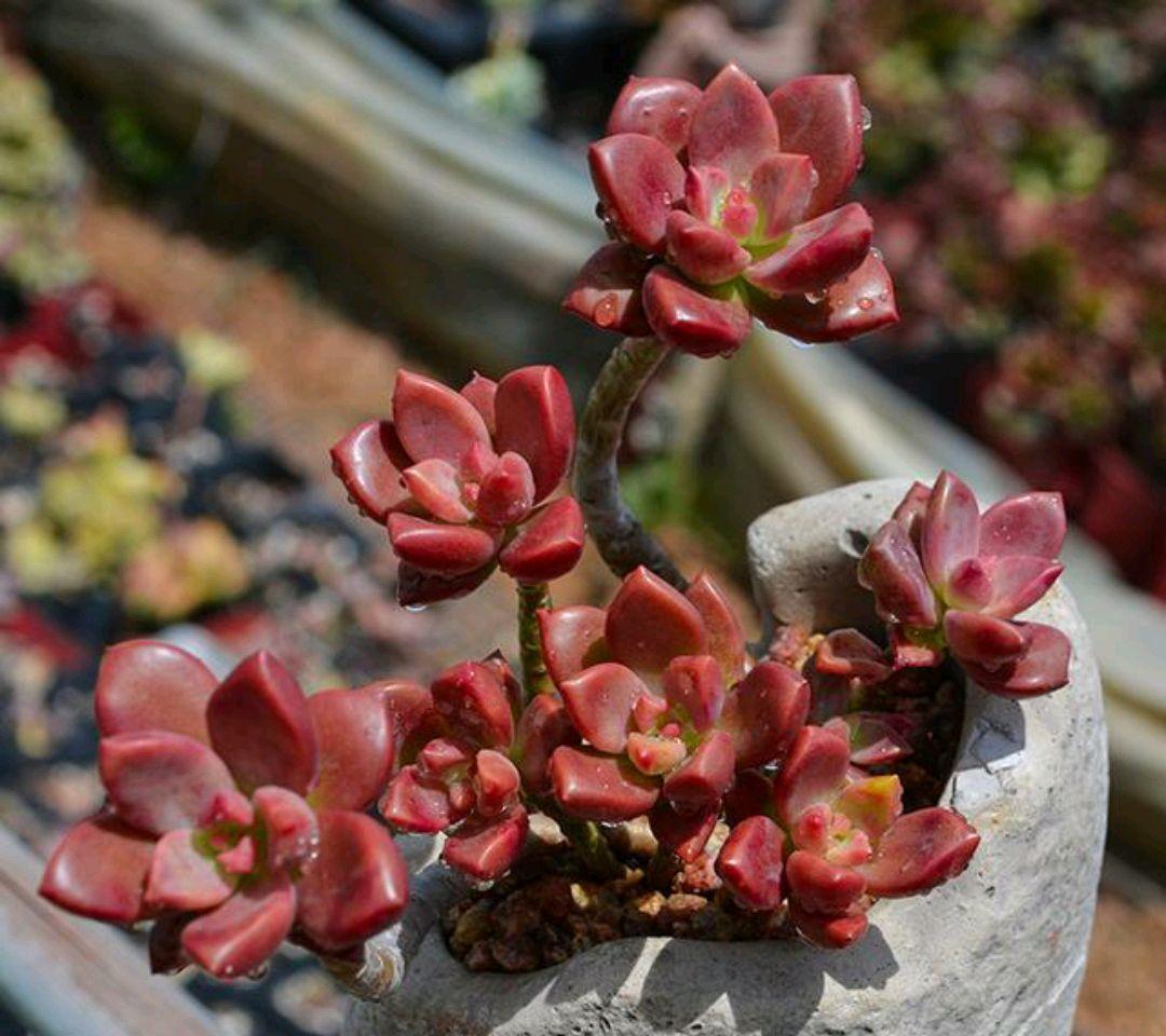 普货姬胧月,10月买来后这样养,出状态后比贵货还美