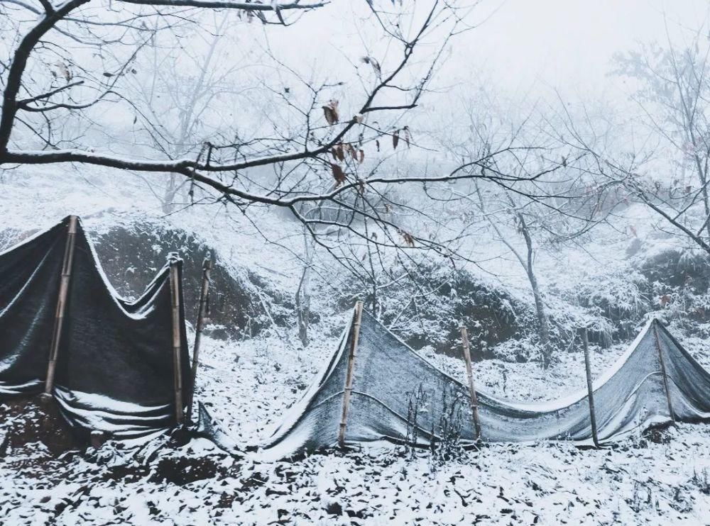 闽北雪景美图合集来啦～真正银装素裹，宛若琉璃世界！