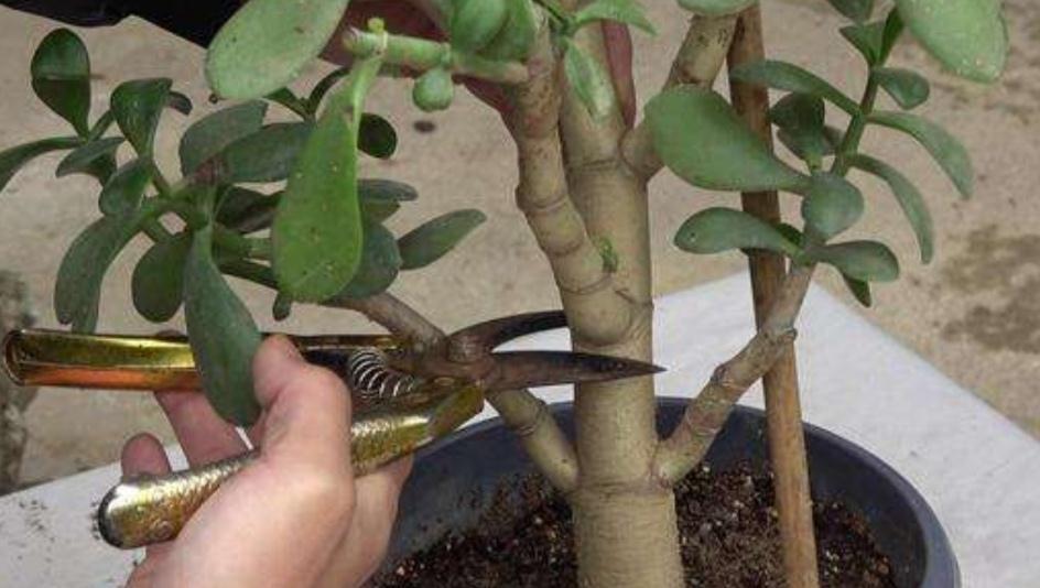 玉树修剪“3个重点”,养成百年大老树,全靠这一剪,越剪越值钱