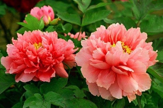 癖好|养牡丹花,满足它的“小癖好”,花开上百朵,分分钟养“爆盆”