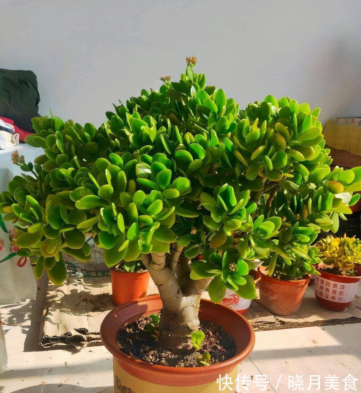 冷天养这8种花,有钱也要穷着养,断粮、少水更抗冻