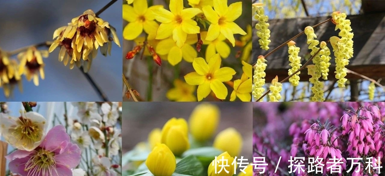 在寒冷的冬春时节灿烂开花的8种观赏花卉，可露养户外，打理简单