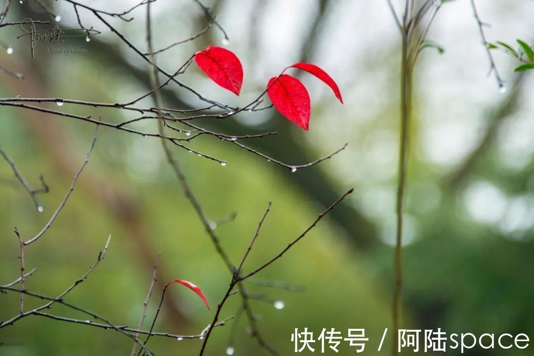 红叶|雨中西溪，长春桥两头的红叶格外喜人，似乎也在过年