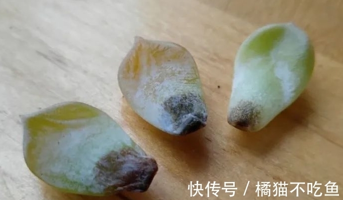 美美的大普货白牡丹虽容易相处,但使起性子来也格外刚烈