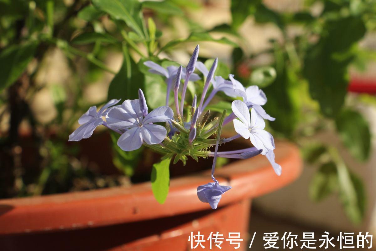 修剪|这花长得巴掌大,越晒花越多,一不小心就开成瀑布!