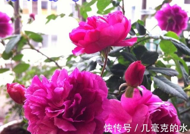 人养花，花亦养人！8种能“吃”的花，漂亮又美味，建议养一盆！