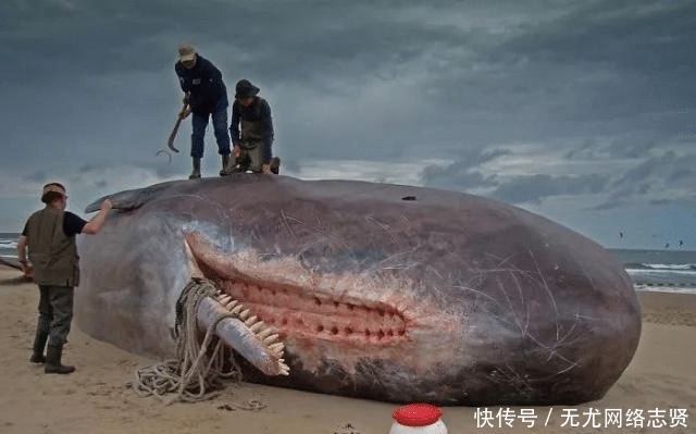 令人 22张“活久见”的照片,令人大开眼界!