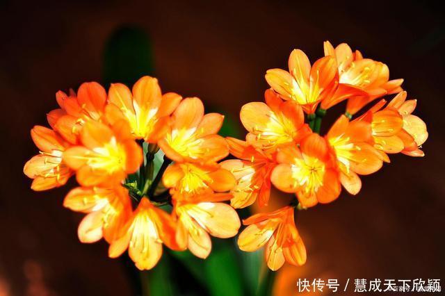 怎样让君子兰一年长出8片叶子他的做法,值得我们学习