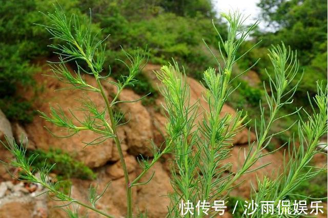 春天里|被忽视的高级野味，其貌不扬却营养丰富，如今很抢手一斤15元