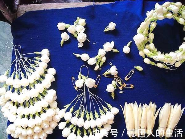 家里养上这五种花，“旺人”又旺财，开花300天，越养身体越好