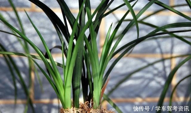 兰花怎样晒太阳，才能长得好又容易开花！