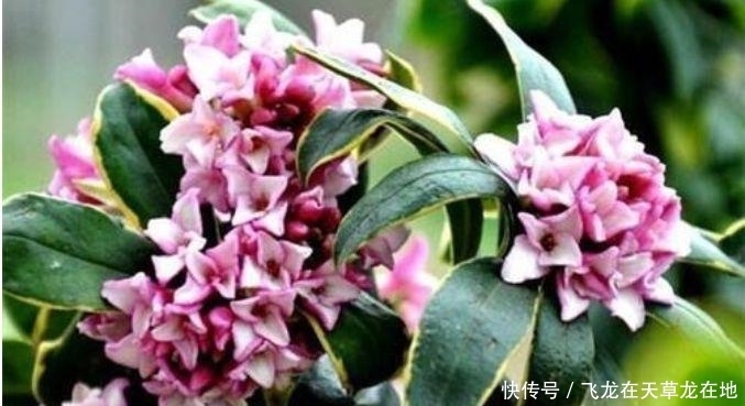 最香的“4种花”,漂亮又好闻,全年开花不断,花开美观又大气