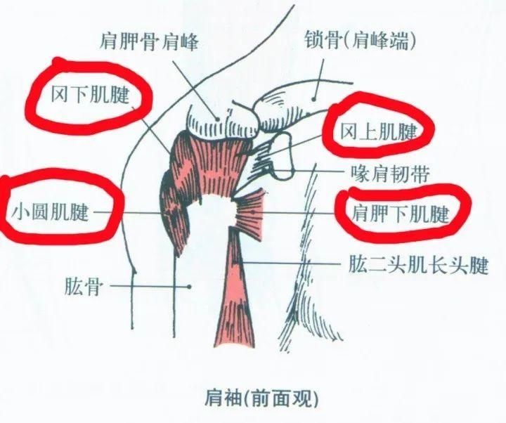  健康|【健康】疼起来能要命的肩膀疼，你以为是肩周炎，其实是......