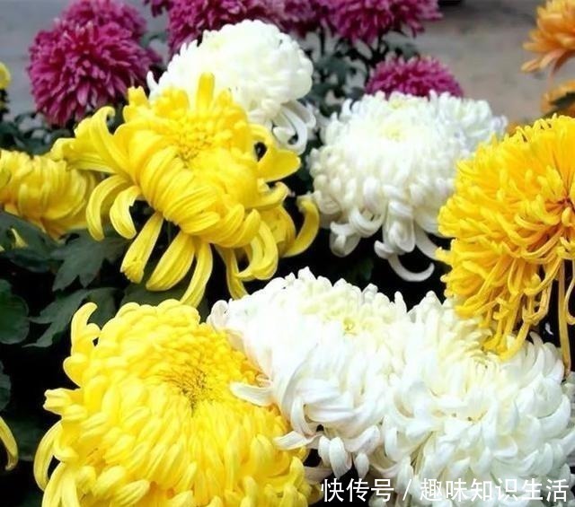 杜鹃花|人养花、花也养人，医生喜欢养的八种花，家里养一盆，清雅又健康！