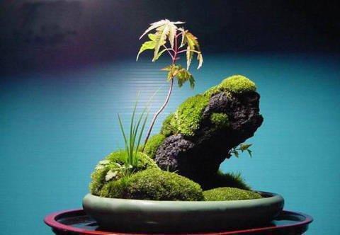 石缝墙角都有的这玩意,带回家种花盆里,养成漂亮盆景!