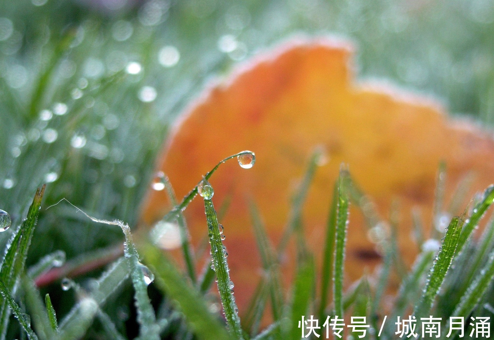 城墙&唯美秋草古诗词六首：年年陌上生秋草，日日楼中到夕阳