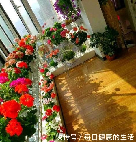 家有小阳台，就养“4种花”，春夏秋冬轮着开，365天都赏花！